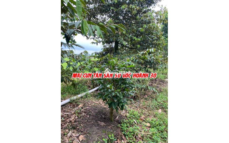 Bán đất ruộng lên ao sẵn tại Cao Lãnh